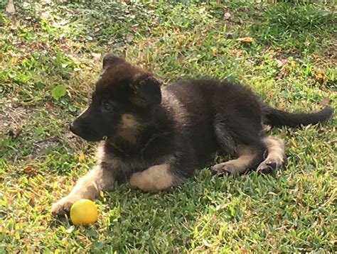 As reputable german shepherd breeders we offer quality akc registered german shepherd puppies for sale. German Shepherd Puppies For Sale | Daytona Beach, FL #171566