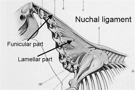 Medical definition of ligamentum nuchae: En die ene wervel is verbonden met... | Masja Fick