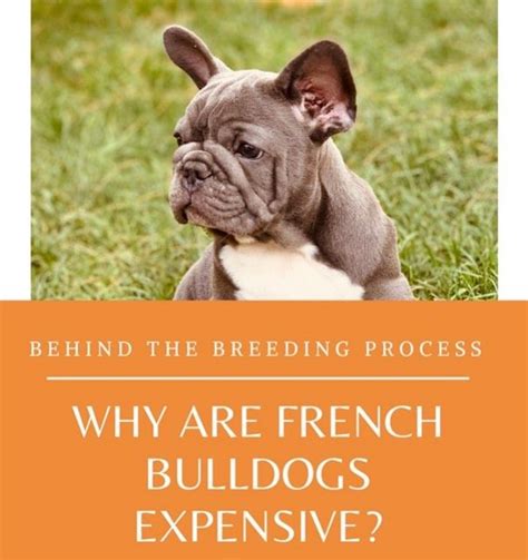 The english bulldog, an unmistakable breed, and becoming more and more popular worldwide. Costa Rica French Bulldog - Posts | Facebook
