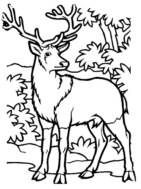 Realistic flower coloring pages for adults. Free Printable Elk Coloring Pages - Coloring Home