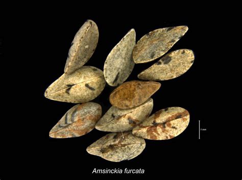 By and large, these seeds cannot resist the. Orthodox, Intermediate, and Recalcitrant Seed - Center for ...