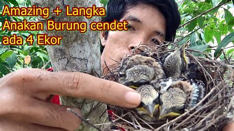 Makanan burung puyuh yang penuh gizi bisa dibilang lumayan mahal. 4 Anakan Burung Cendet di alam liar yang siap terbang ...