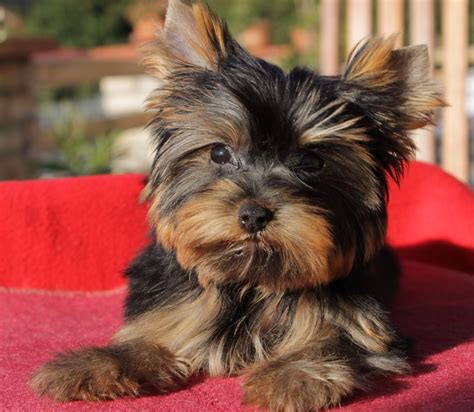 We are an easy drive from valdosta, macon, atlanta, ga, tallahassee, jacksonville. Wild West Yorkies, Txyorkie.com, Yorkie Puppies for sale ...