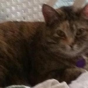 Lost Cats In ROCHESTER, MN - Lost My Kitty