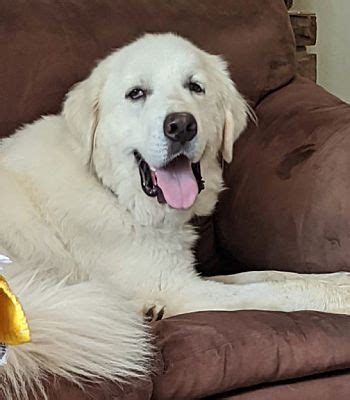 Our store also offers grooming, adoptions and curbside pickup. Pittsburgh, PA - Great Pyrenees. Meet Bailey a Pet for ...