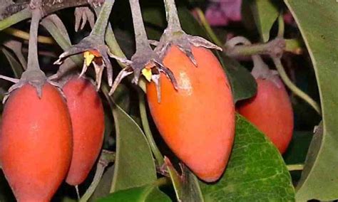 These name of fruits are accurate and written with utter care. Fruits Name in Hindi and English (104) with Image, सभी ...