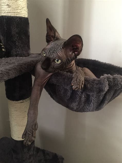 Sphynx cats are loyal and full of love for their humans and can often be spotted following them around or snuggling up while wagging contrary to popular belief, sphynx cats are not completely hypoallergenic. SPHYNX cat | Cute animals | Sphynx cat, Sphynx, Sphinx cat