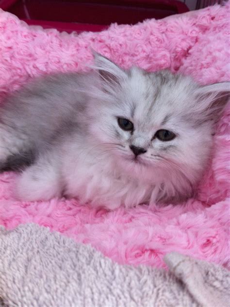 Available now contact for more details. Brits langhaar mixje. Nova, kitten van m'n vriendin | Kittens