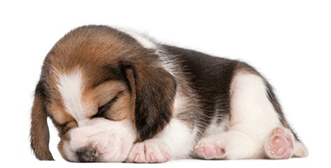 Instead, give them twenty minutes to calm down. When do beagles calm down? - BeaglePicks.com