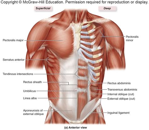 There are multiple functions of these chest muscles. Chest Muscles Diagram : How to build chest muscle fast ...