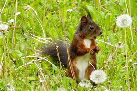 Eichhörnchen im garten, wild und dennoch ganz nah. im Garten Foto & Bild | eichhörnchen, mai, nager Bilder ...