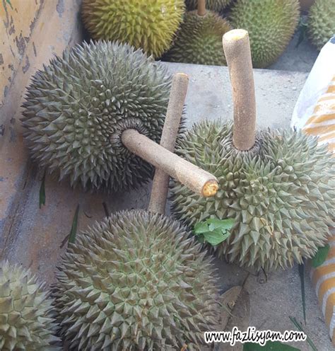 Durian juga mengandung banyak nutrisi yang berguna bagi tubuh. Durian Tangkai Panjang | Segalanya Tentang Tumbuhan...