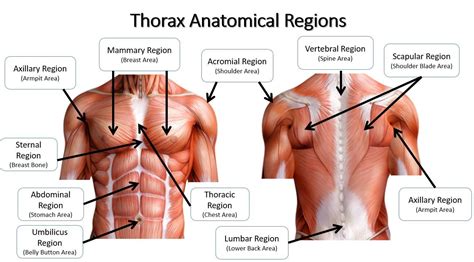 Very often, pain in the back comes from muscle strains and tendon or ligament damage. Left Hand Side Of Back What Organs Are In The Back Region ...