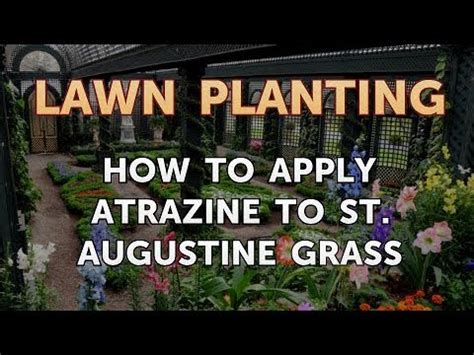 Atrazine does not hurt zoysia grass. How to Apply Atrazine to St. Augustine Grass - YouTube