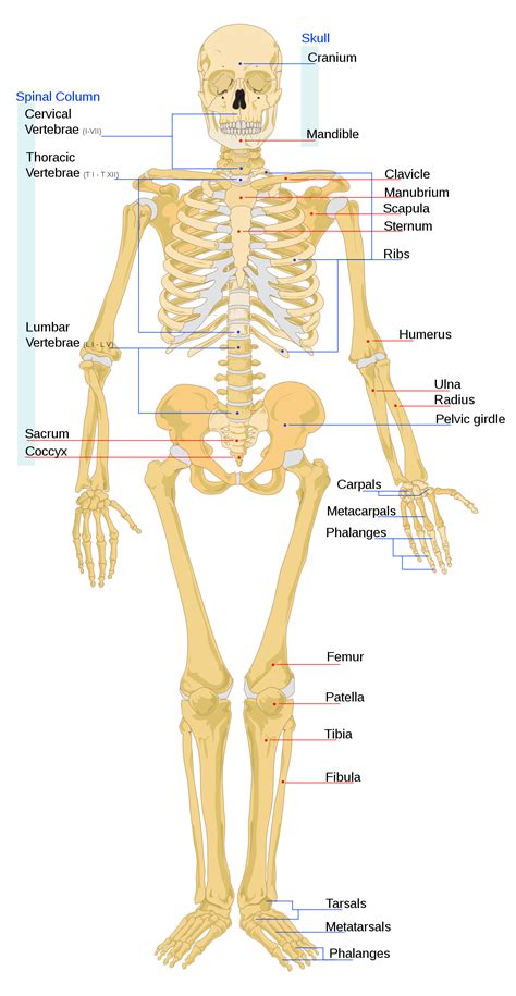 The largest bone in the human body is the thighbone or femur, and the smallest is the stapes in the middle ear, which are just 3 millimeters (mm) long. Human skeleton - Wikipedia