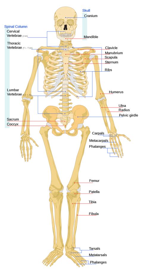 Joints hold your bones together and allow your rigid. Human skeleton - Wikipedia