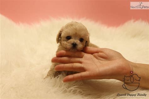 Puppy finder will speed up the process greatly. Momo: Malti Poo - Maltipoo puppy for sale near Albany, New ...