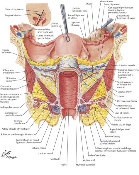 All images in the source collection are in the public domain, meaning that you can make derivatives without asking permission. Female Anatomy Uterus Diagram Human Head Muscle Diagram ...