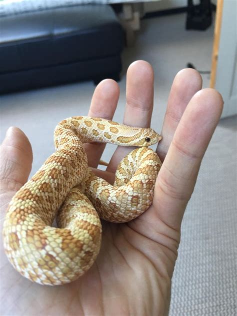 1,880 likes · 17 talking about this. Pin by Lizanne on snakes | Hognose snake, Western hognose ...