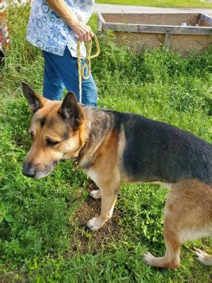 Cream crossed over the rainbow bridge 2 weeks before his 4th birthday due to an unexpected, unexplained death which for me was and still is a tragic loss. STEWARTWENTAHOME - Southwest Florida German Shepherd ...