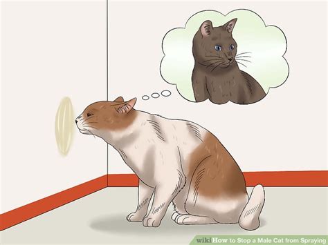 Cats sometimes spray urine on vertical surfaces outside to mark their territory and leave information for themselves and other cats to 'read'. How to Stop a Male Cat from Spraying: 11 Steps (with Pictures)