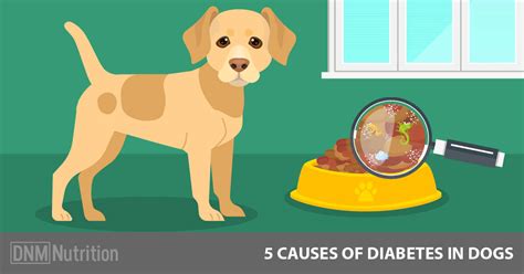 Diabetes insipidus and diabetes mellitus. Dog Diabetes: The Unknown Link To Diet