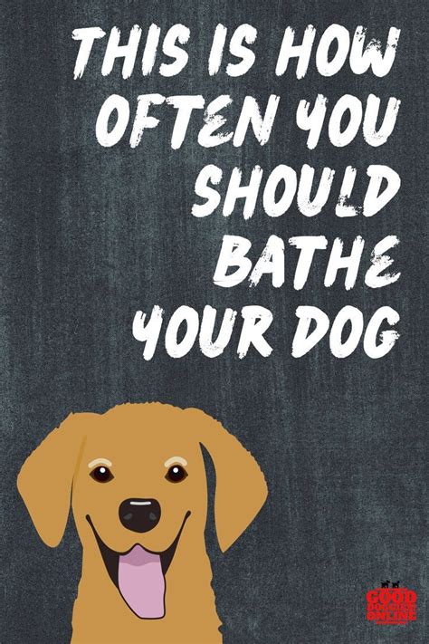 If your dog gets into something gross, if it rolls in poop, no matter what you bathe it, sondel understanding your dog's breed and coat type can also help you determine how often you should wash your dog. How Often to Bathe a Dog (With images) | Puppy training ...