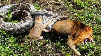 Un believable ! how did this Anaconda devoured a lion?!!!!!