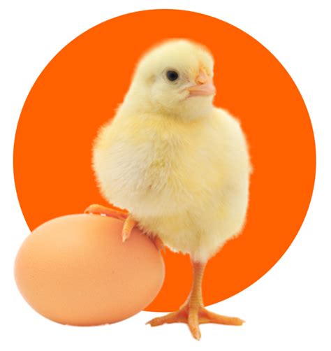 Ayam Pullet Petelur Harga Terjangkau 085293923477