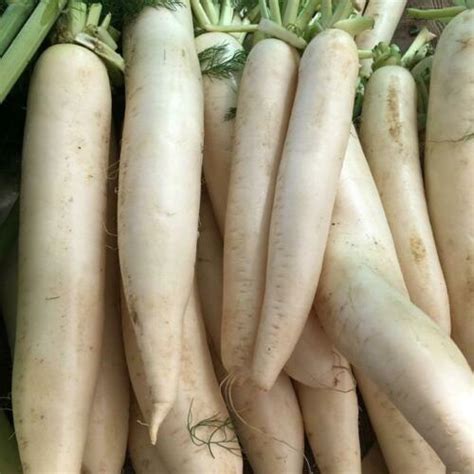Planting vegetation varieties like our crimson clover is an economical way to provide both food and cover for wildlife. Daikon Radish Seeds, 1 LB, Deer Food Plot, Extremely Large ...