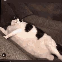 Chipmunk is a ballerina (gif). Fat Cat GIFs | Tenor