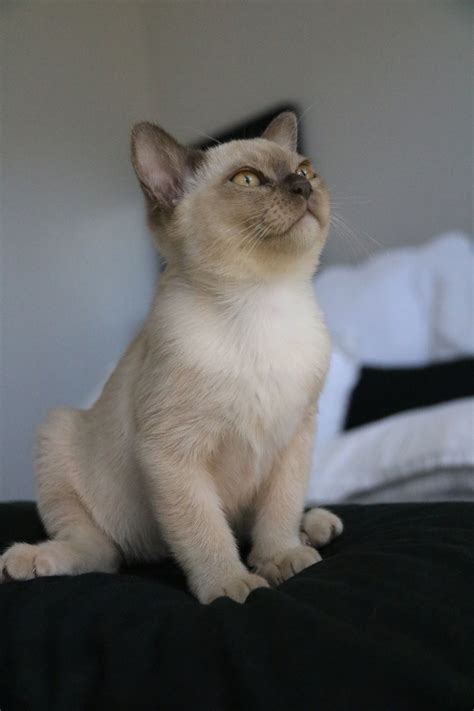 We are registered with tica. Villanev Pedigree Burmese Breeder | Burmese cat, Cats, Animals