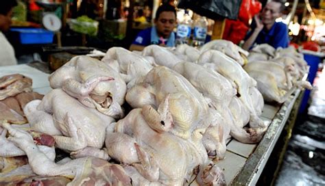 We did not find results for: Harga Daging Ayam Melonjak, Pedagang Ikut Mengeluh ...