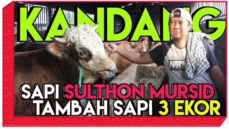 Denah kandang sapi limosin : Bos Sulthon Mursid Borong Sapi Limosin Super || Saat Harga ...