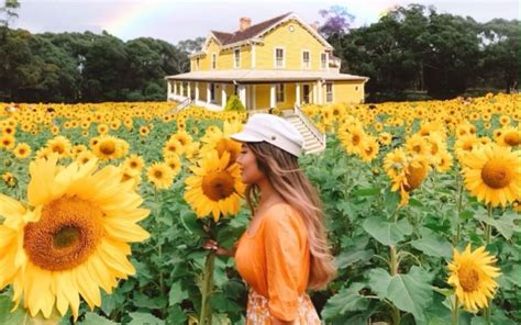 Sep 22, 2021 · diversity of wooden flowers. Pick Your Own Sunflowers Just 90-Minutes From Melbourne