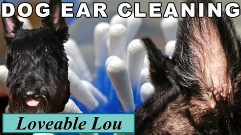But dogs with shorter ears that are covered by flaps may need cleaning too. Cleaning My Dogs Ears, Detecting Ear Infections - YouTube