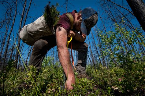 Log in with a different username. Not for Saps: Tree Planting in Alberta | The Canadian ...