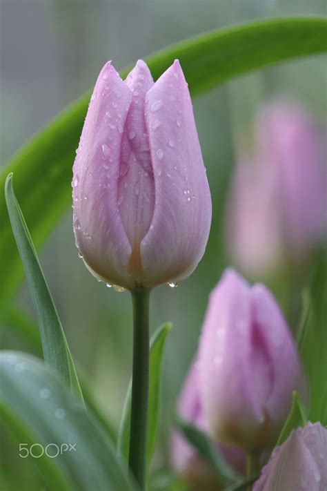 Narcisi a fiori di ciclamino: Pin su • •Tulips•