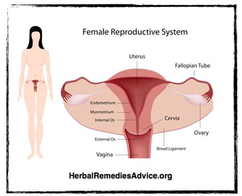 The uterus is median (about 8cm the uterine artery arises from the internal iliac artery in the pelvis. Human Female Reproductive System