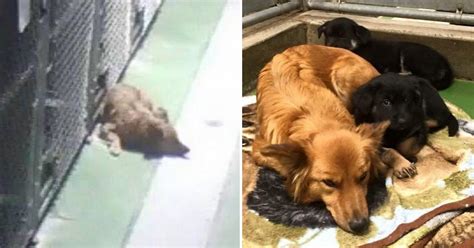 Dog Sneaks Out Of Kennel To Comfort And Cuddle With Crying ...