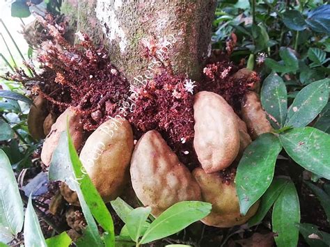Buah katak puru or nam nam is native to malaysia growing mainly in the northern peninsular. Kebun Bahagia Bersama: Hujan membesarkan buah katak puru