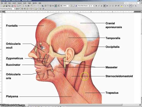 Skeleton bone back human body human anchor chart health science diagram. Labeled Illustration Head And Neck Diagram | MedicineBTG.com