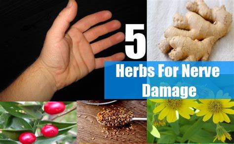 Natural remedies and supplements to heal nerve damage in cats and dogs. Herbs For Nerve Damage | Nerve damage, Crps, Crps awareness