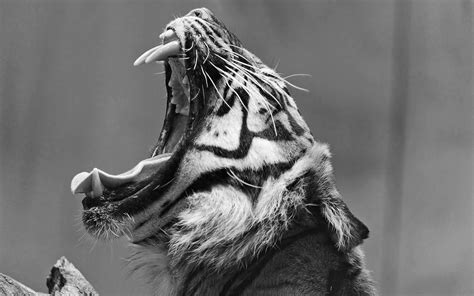 Black And White Animal Wallpapers - Wallpaper Cave