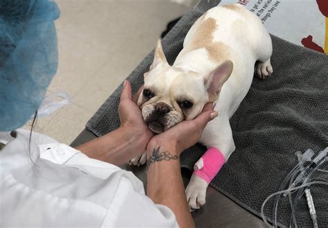 Coryn vickrey of whole pet veterinary center in westford, discusses the benefits of microchipping your pet. Veterinary Services Davidson, NC | Whole Pet Veterinary ...