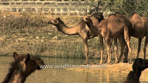 Yes there is a small camel in the picture.it is located on the south east. Camels throng waterhole in Rann of Kutch, Gujarat - YouTube