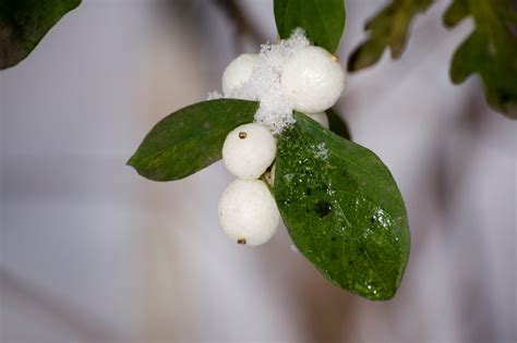 Ord som beskriver substantiv, t.ex.: Ist die Schneebeere giftig? » Risiken und Maßnahmen