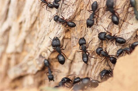 Ameisen erfüllen in der natur und im garten eine nützliche rolle. Wie man Ameisen loswird, ohne sie zu töten | Ameisen ...