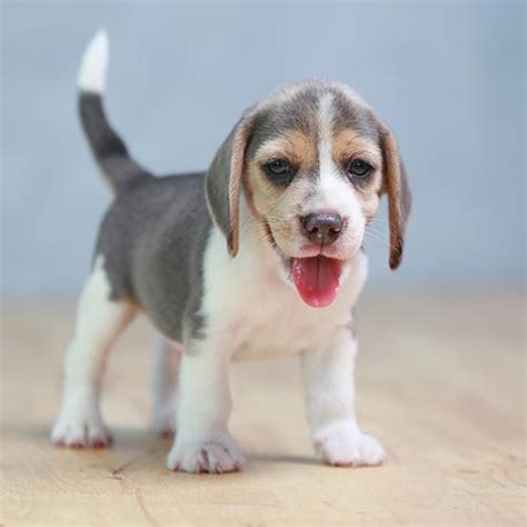 See reviews, photos, directions, phone numbers and more for the best animal shelters in national city, ca. Puppies For Sale San Diego | National City Puppy Store