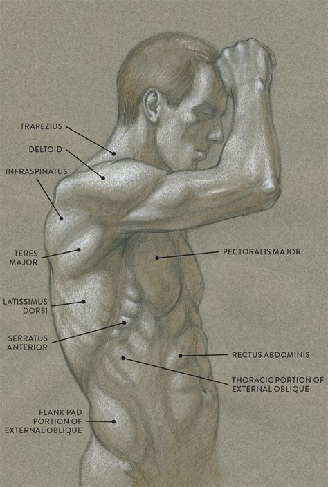 Welcome to this drawing tutorial! Muscles of the Neck and Torso - Classic Human Anatomy in ...